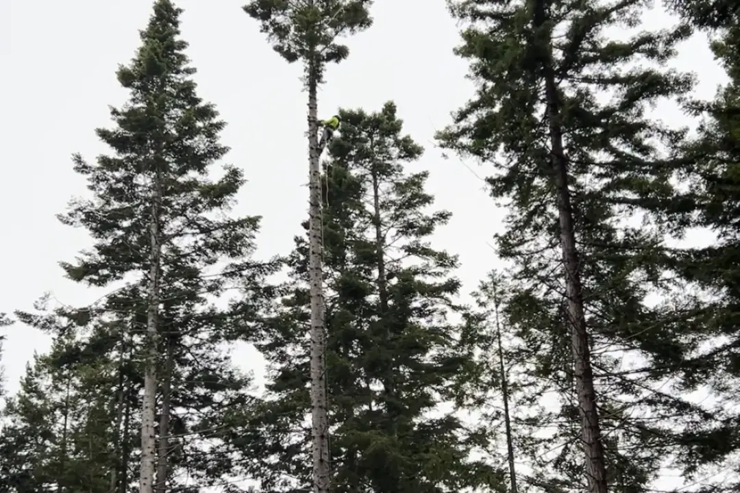 True Tree Service climber working high in a conifer canopy