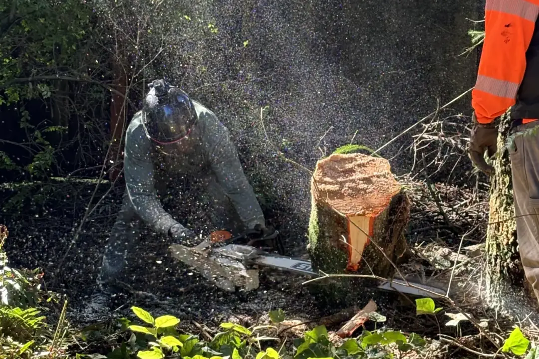 True Tree Service sawyer flush-cutting a stump low before grinding, sawdust flying