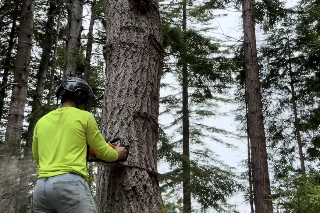 True Tree Service faller making a back cut on a large Douglas fir