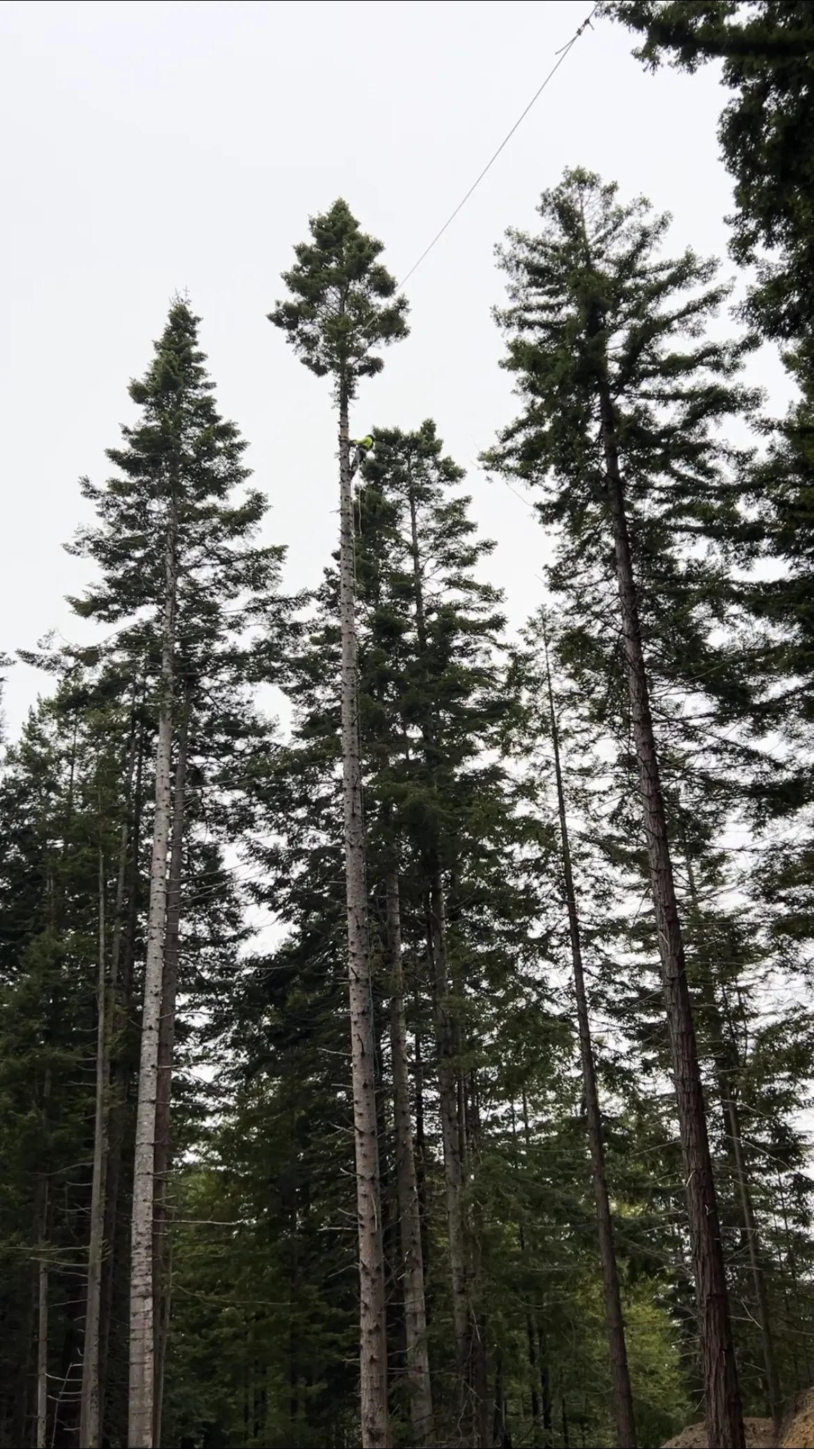 True Tree Service climber working high in a conifer canopy