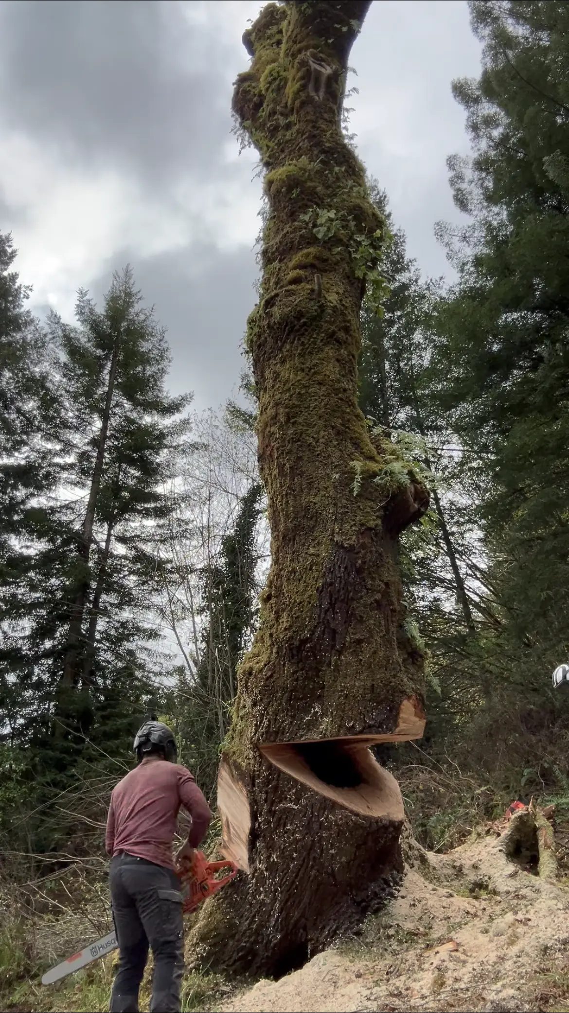 True Tree Service faller working the face cut on a moss-covered hardwood