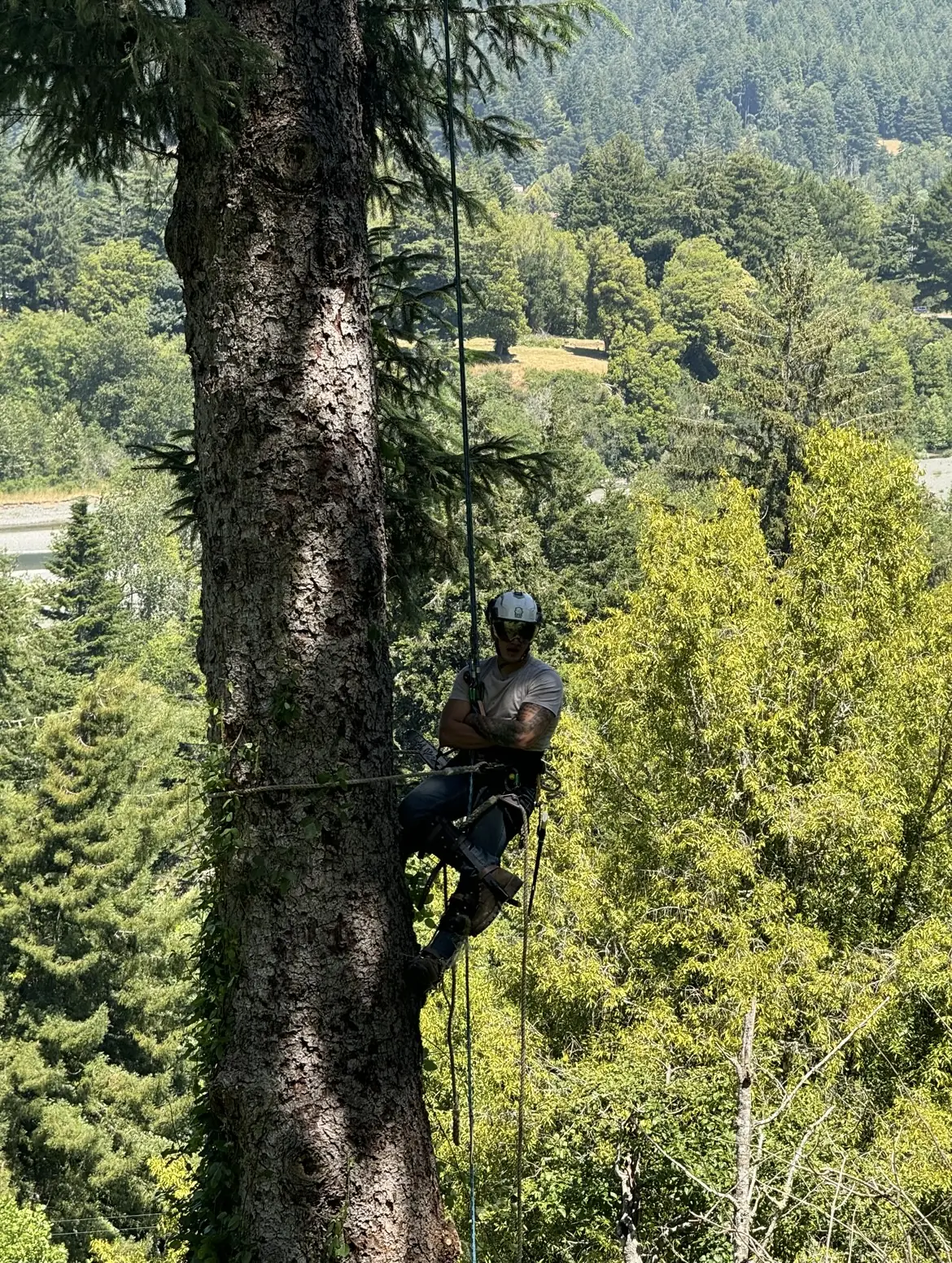 True Tree Service climber ascending a big fir above a North Coast river valley
