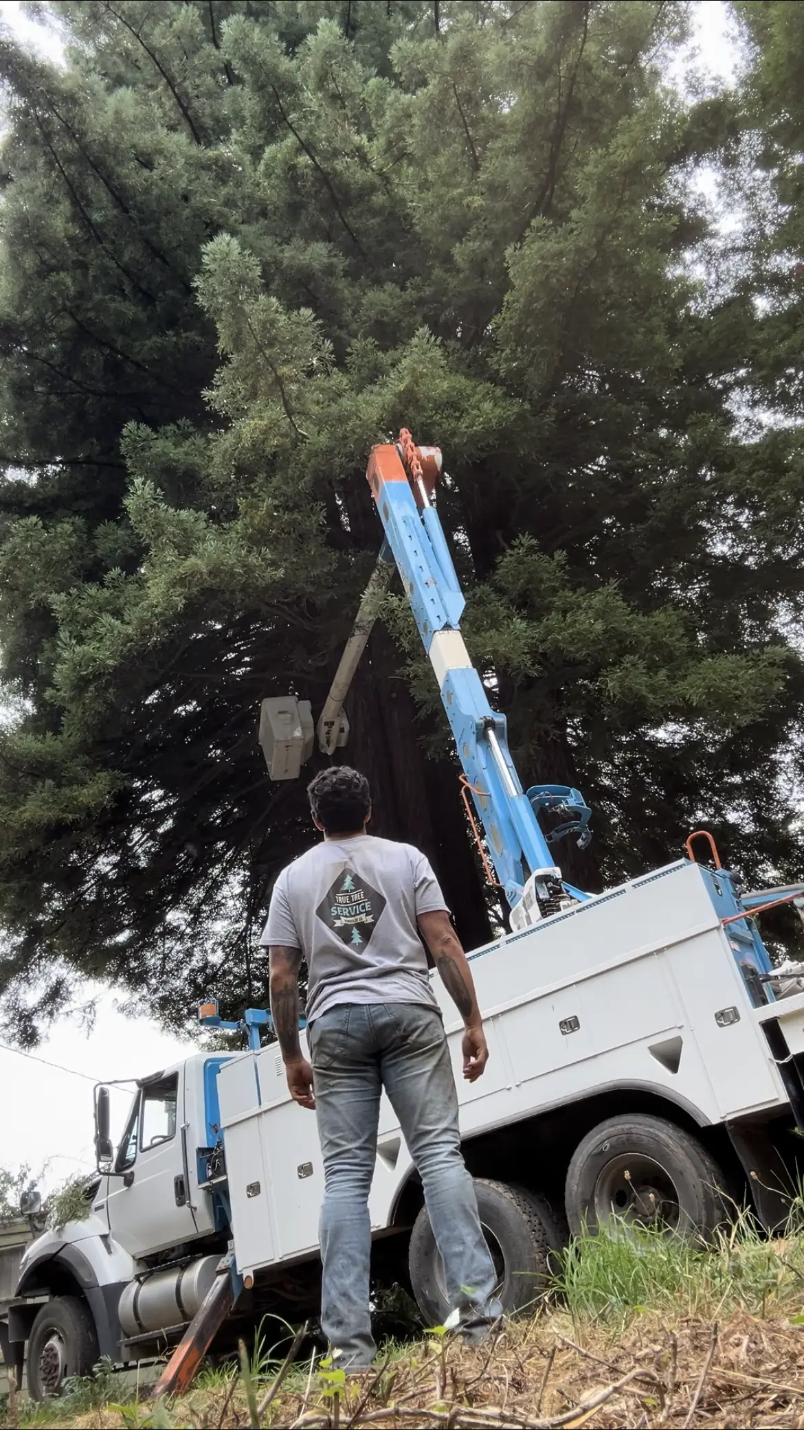 Crew member in a True Tree Service shirt guiding the bucket lift into a redwood