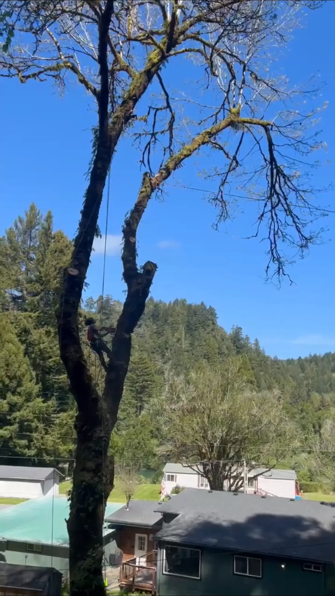 True Tree Service climber dismantling a dead-topped hardwood above homes