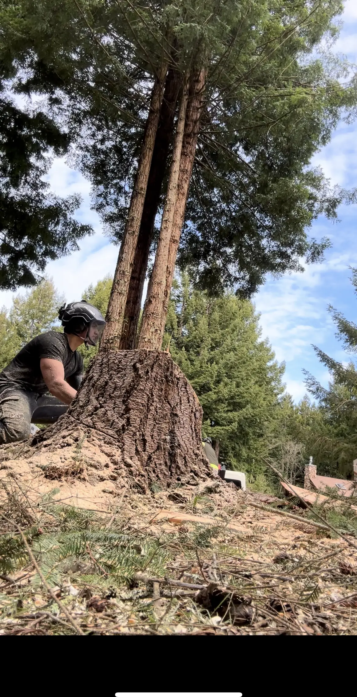 Sawyer working the felling cut on a large redwood