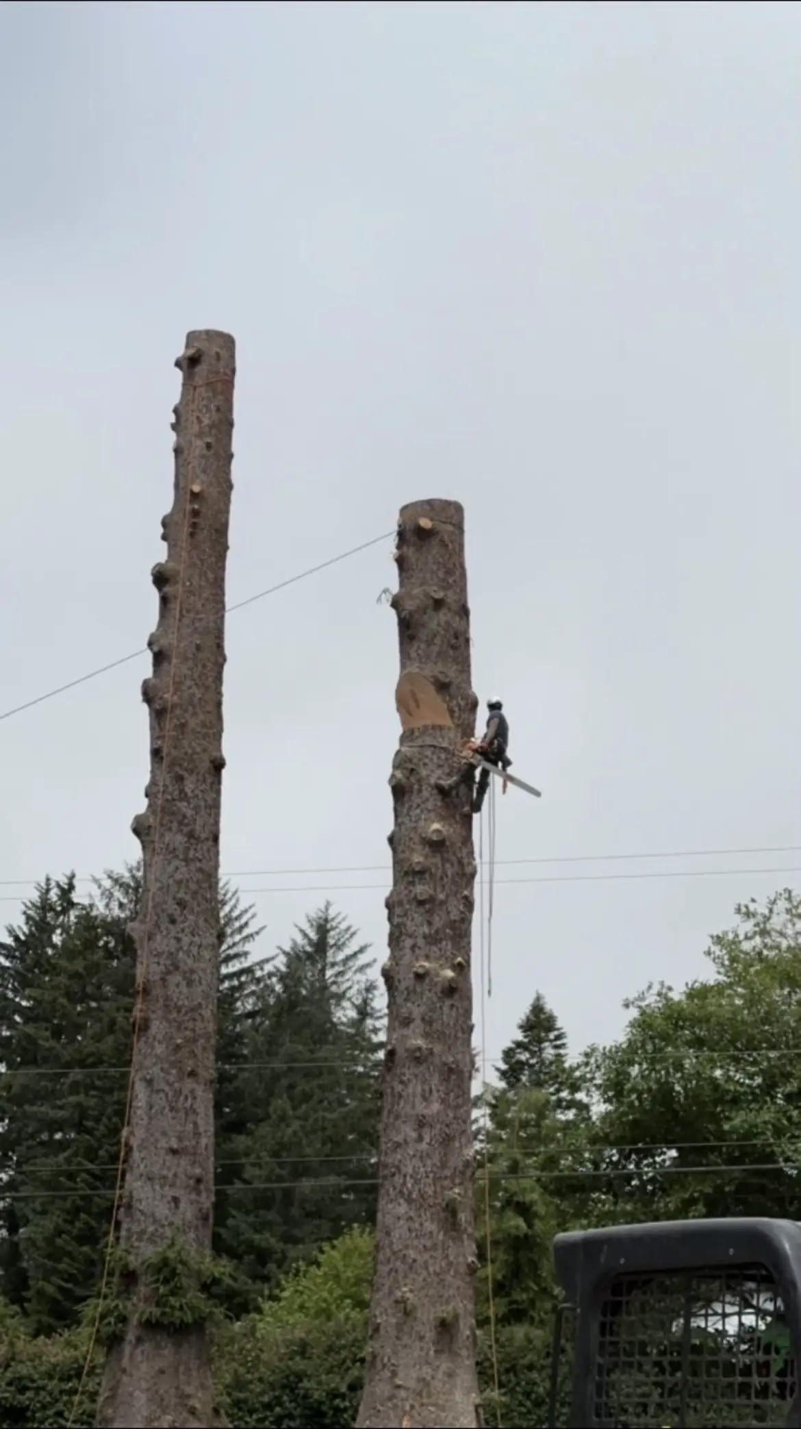 Two topped spars with a climber working the second one down, skid steer below