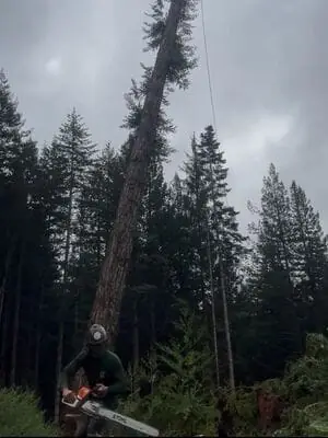 True Tree Service job photo