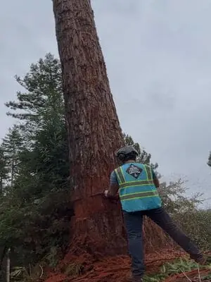True Tree Service job photo