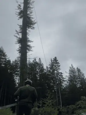 True Tree Service job photo