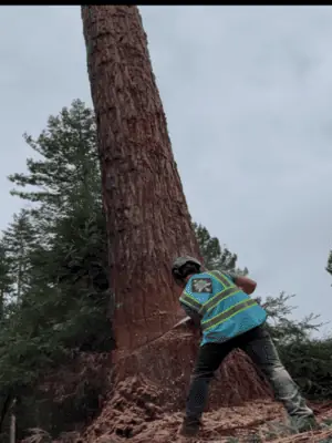 True Tree Service job photo