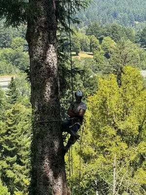 True Tree Service job photo