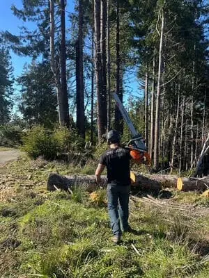 True Tree Service job photo