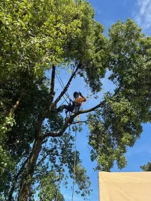 True Tree Service job photo