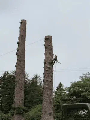True Tree Service job photo
