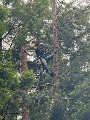 True Tree Service job photo