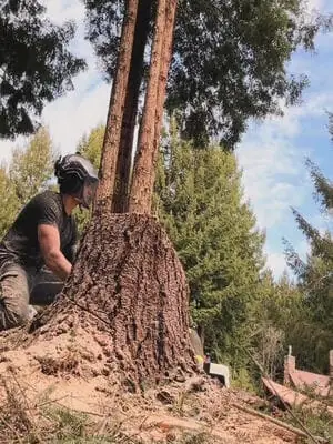 True Tree Service job photo