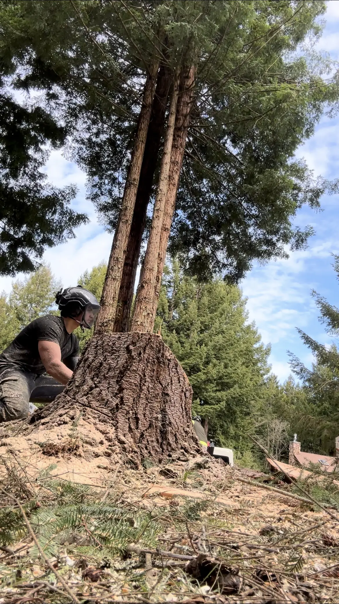 Sawyer working a felling cut on a large redwood, sawdust flying