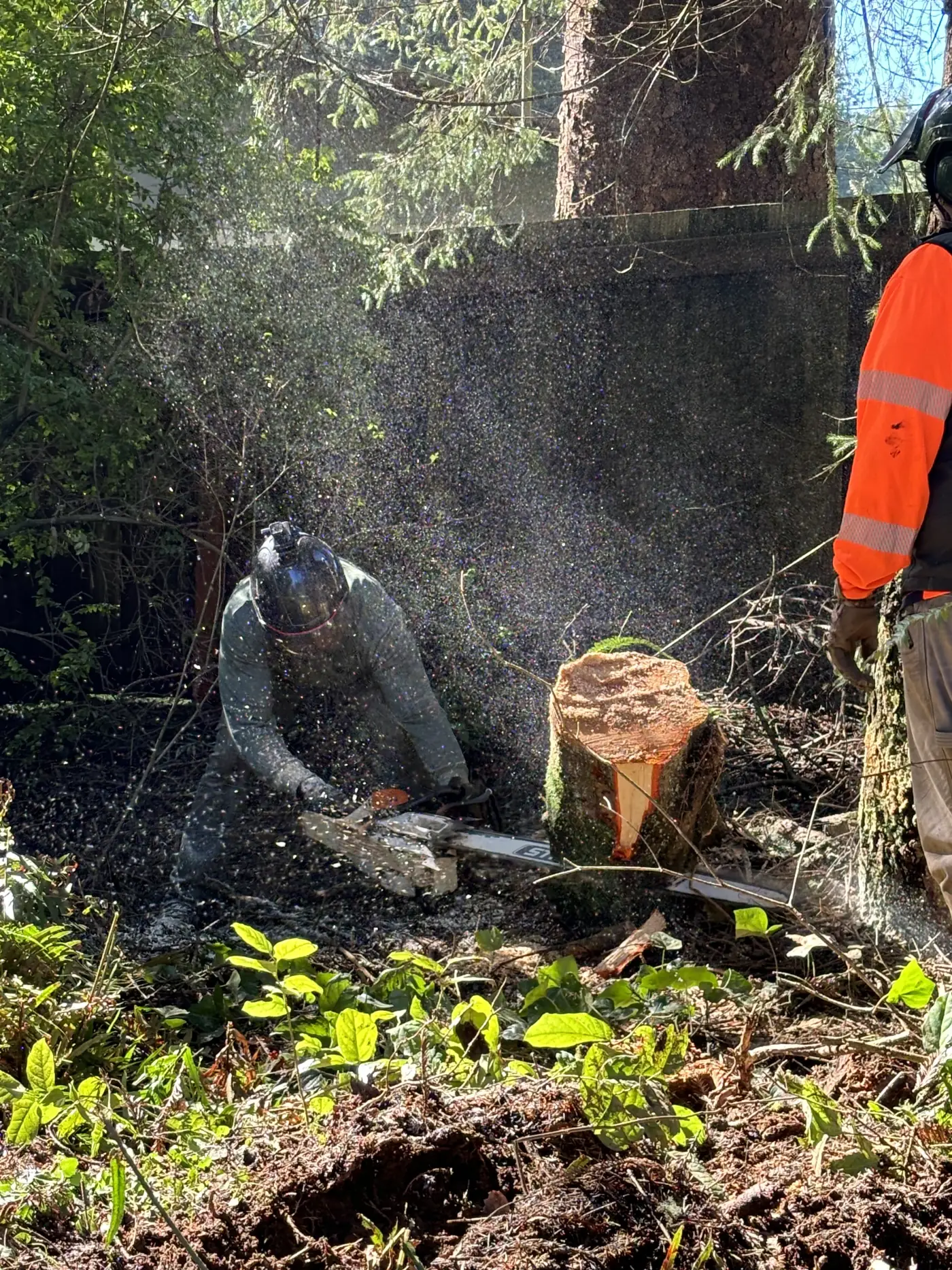 Sawyer flush-cutting a stump low before grinding, sawdust flying