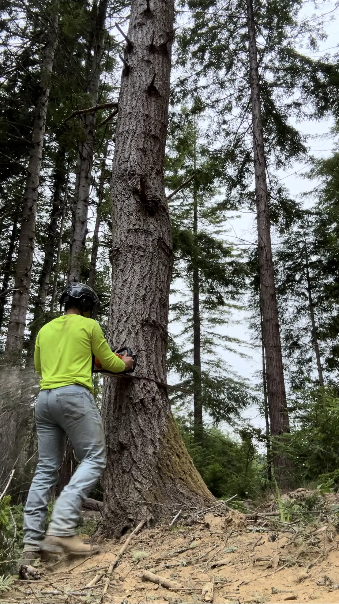 True Tree Service faller making a back cut on a large Douglas fir